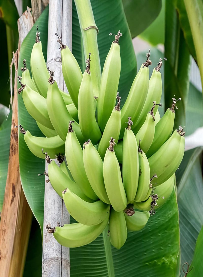 جي جوت 100 قطعة من بذور الموز - حديقة المنزل، شتلات بونساي معمرة عالية الغلة للشرفات، للمزارع الخارجية، بذور بحجم واحد - Image 1