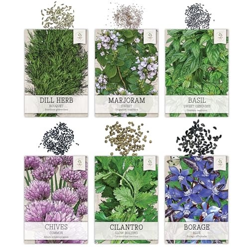 Seed Needs Herb Seeds Variety Pack Culinary Herb Collection (12 Individual Packets for Planting Indoors or Outdoors) Grow Your Own Herb Garden - Heirloom, Non-GMO - Image 4