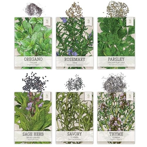 Seed Needs Herb Seeds Variety Pack Culinary Herb Collection (12 Individual Packets for Planting Indoors or Outdoors) Grow Your Own Herb Garden - Heirloom, Non-GMO - Image 3