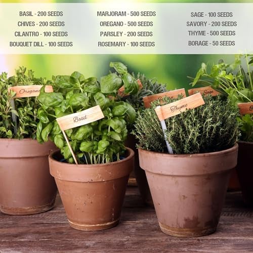 Seed Needs Herb Seeds Variety Pack Culinary Herb Collection (12 Individual Packets for Planting Indoors or Outdoors) Grow Your Own Herb Garden - Heirloom, Non-GMO - Image 5