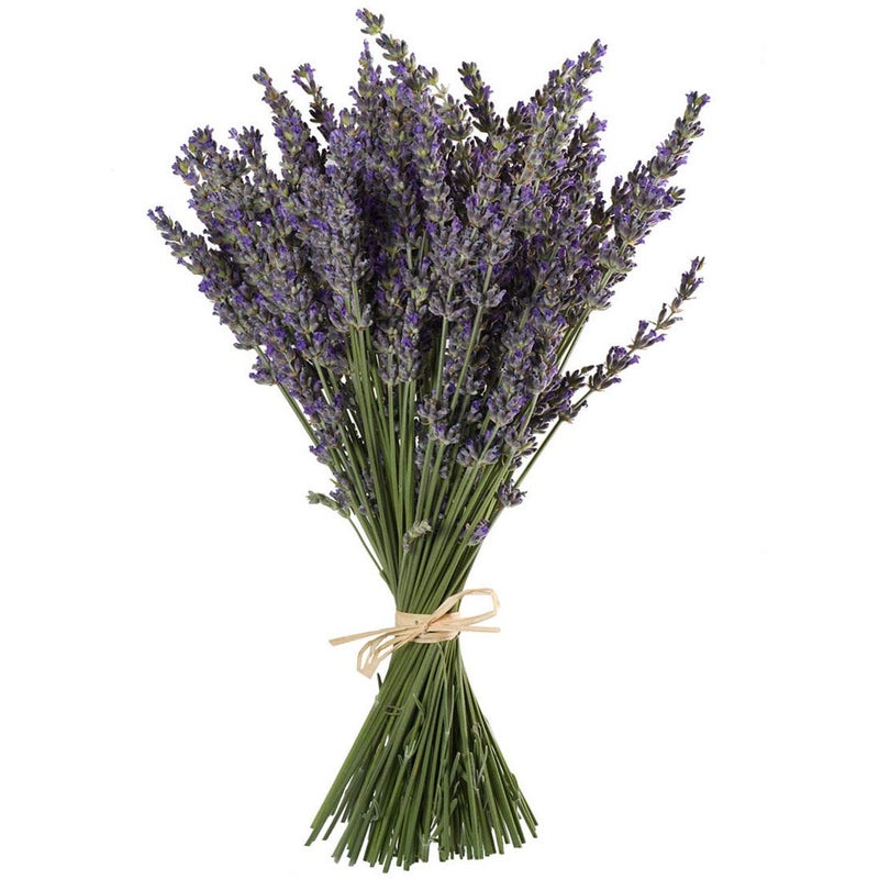 TooGet Natural Lavender Bundles, Freshly Harvested 200+ Stems Dried Lavender Bunch 16" - 18" Long, Decorative Flowers Bouquet for Home Decor, Crafts, Gift, Wedding or Any Occasion - Image 1
