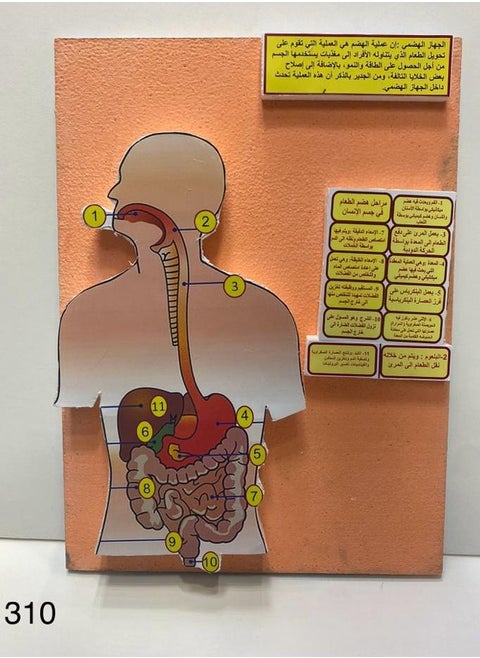 Digestive system 3D school project