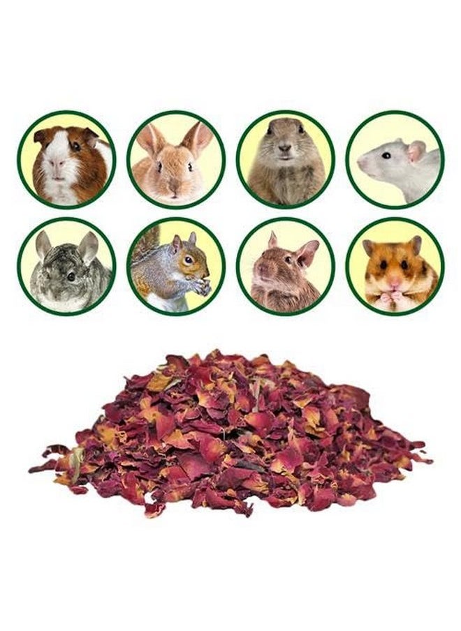 EXOTIC NUTRITION Squirrel Treat Bundle - Natural Healthy Assortment - Fruits, Veggies, Nuts, & Chews - Flying Squirrels, Ground Squirrels, Tree Squirrels, Chipmunks, Groundhogs, Prairie Dogs & Other Rodents  - Image 1