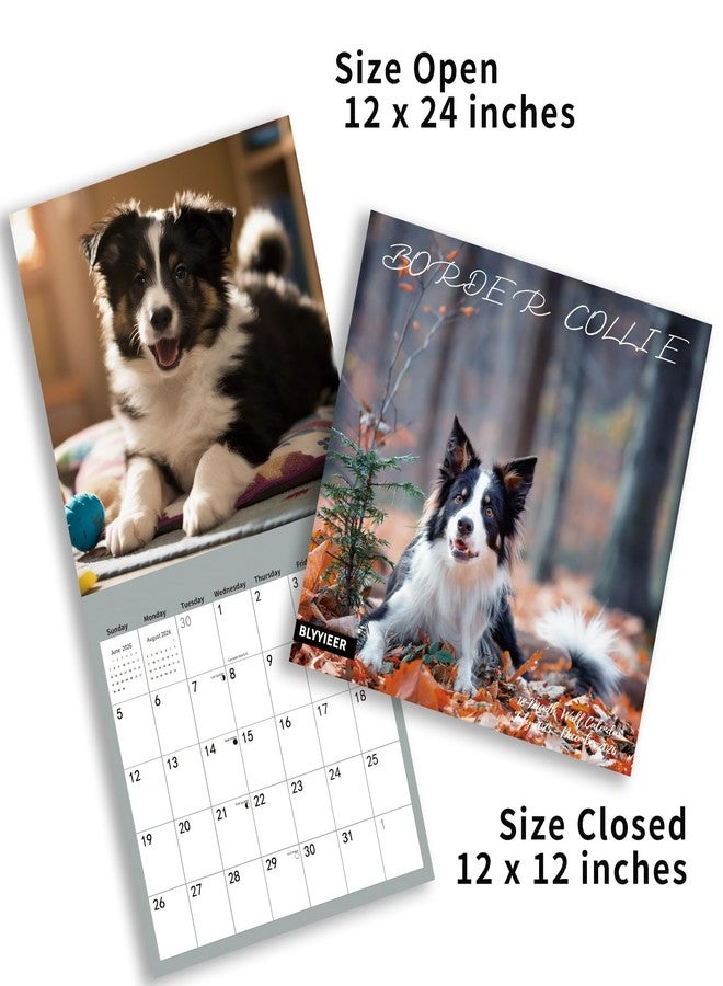 BLYYIEER 2025-2026 Wall Calendar,Border Collie Wall Calendar, 12" x 24" Open,Family Planner Calendar Organizer withBorder Collie Images, for Dogs Lovers - Image 4