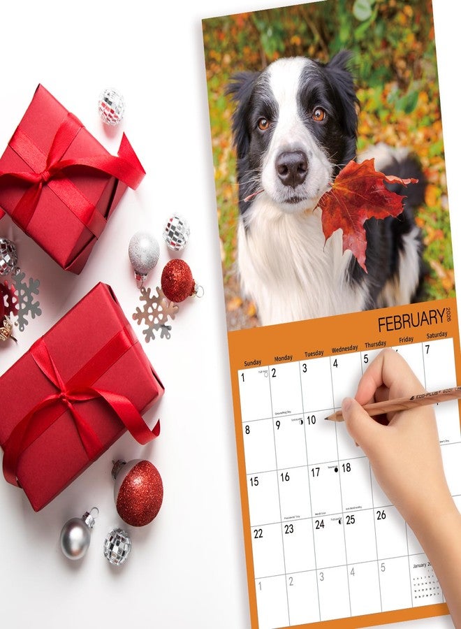 BLYYIEER 2025-2026 Wall Calendar,Border Collie Wall Calendar, 12" x 24" Open,Family Planner Calendar Organizer withBorder Collie Images, for Dogs Lovers - Image 5