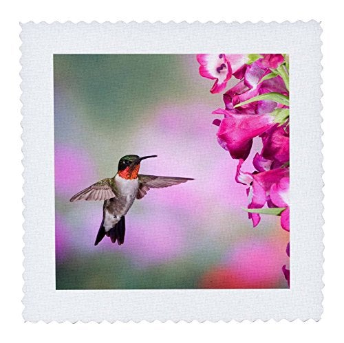 3DROSE 3dRose Illinois, USA - Ruby-Throated Hummingbird. - Quilt Square, 8 by 8-Inch (qs_207098_3) - Image 1