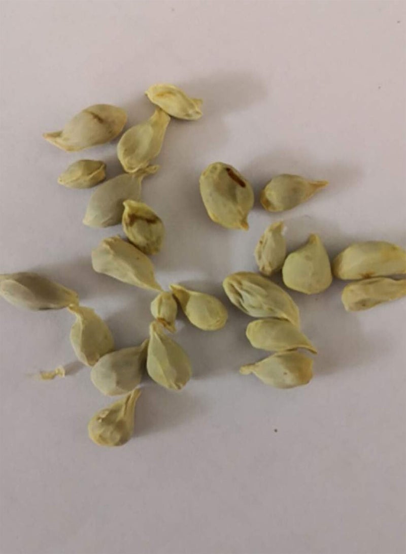 جي جوت 20 قطعة/عبوة واحدة من بذور الليمون الأحمر، شجرة قزمة بونساي فاكهة حديقة المنزل في الهواء الطلق نبات للزراعة في الحديقة والفناء الخارجي مقاس واحد - Image 2