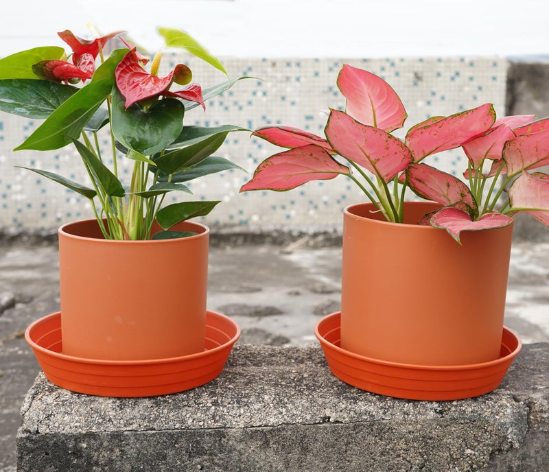 LWALRS Plant Saucer 14 Inch 2 Pack 6 8 10 12 14 16 18 20 25, Plastic Plant Trays for Pots，Extra-Deep Plant Water Dray Tray, Bird Bath Bowl, Heavy Flower Plant Saucers Indoors and Outdoor No Holes - Image 3