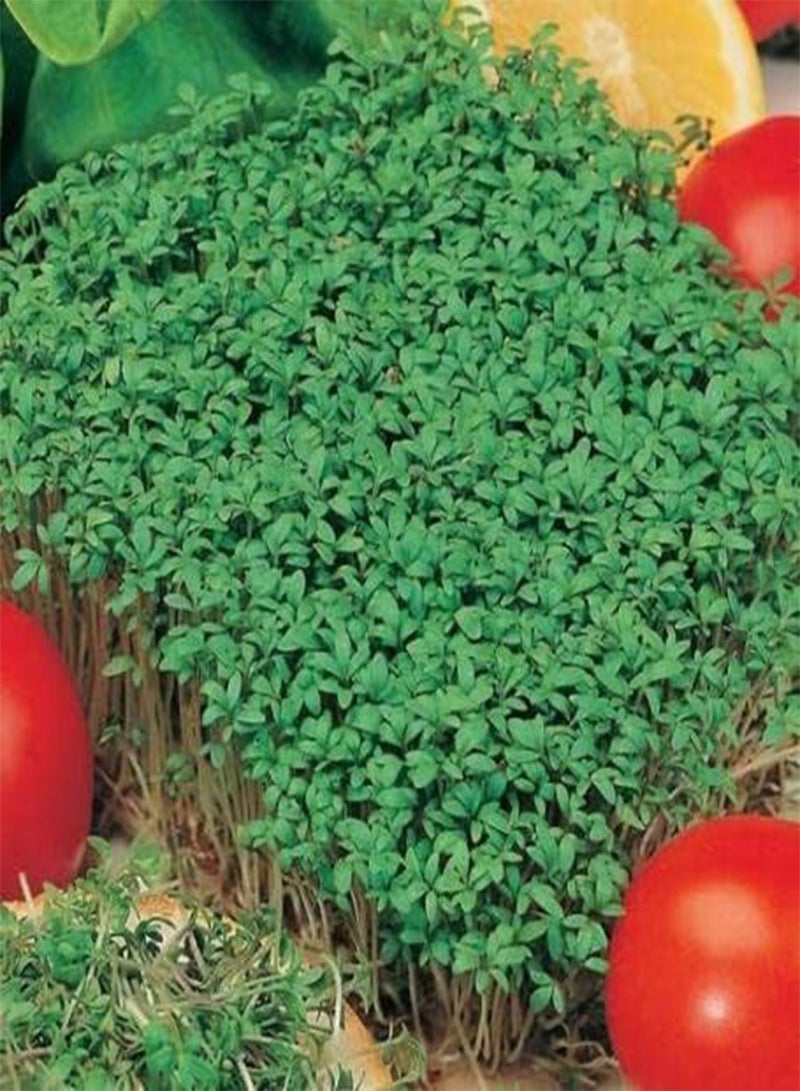 GGOOT 1040 Seeds of Cress Curled, Grow Your Own Herbs & Vegetables