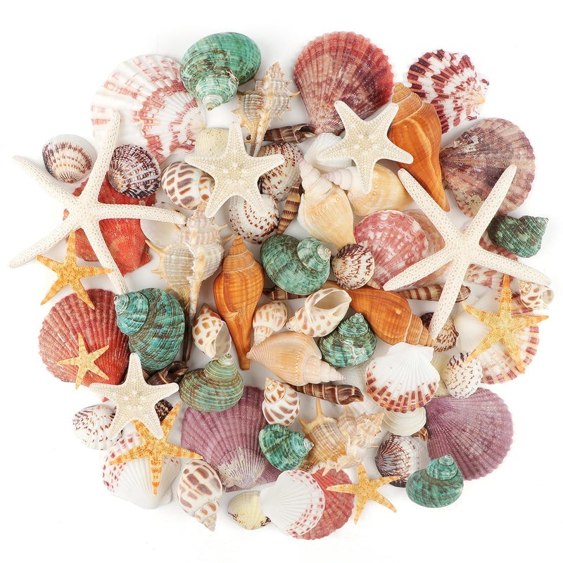 Jangostor Sea Shells Mixed Ocean Seashells 1235 Various Sizes Beach Seashells and Natural Starfish for Vase Fillers Fish Tank Beach Themed Party Home Wedding Decorations DIY Crafts