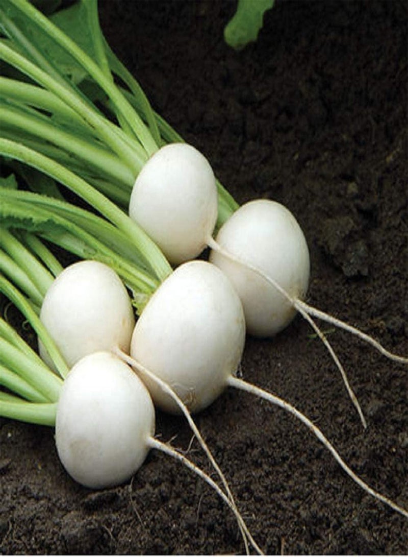 GGOOT Turnip Hakurei 20 Non-GMO, Hybrid Seeds - Image 1
