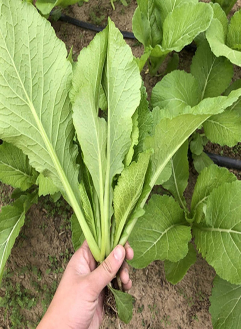 GGOOT 100Pcs Chinese Cabbage Pak Choi Bok Choy Edible Vegetable Garden Farm Plant Easy to Plant,Gardening,Home Decor - Pak Choi Seeds - Image 3