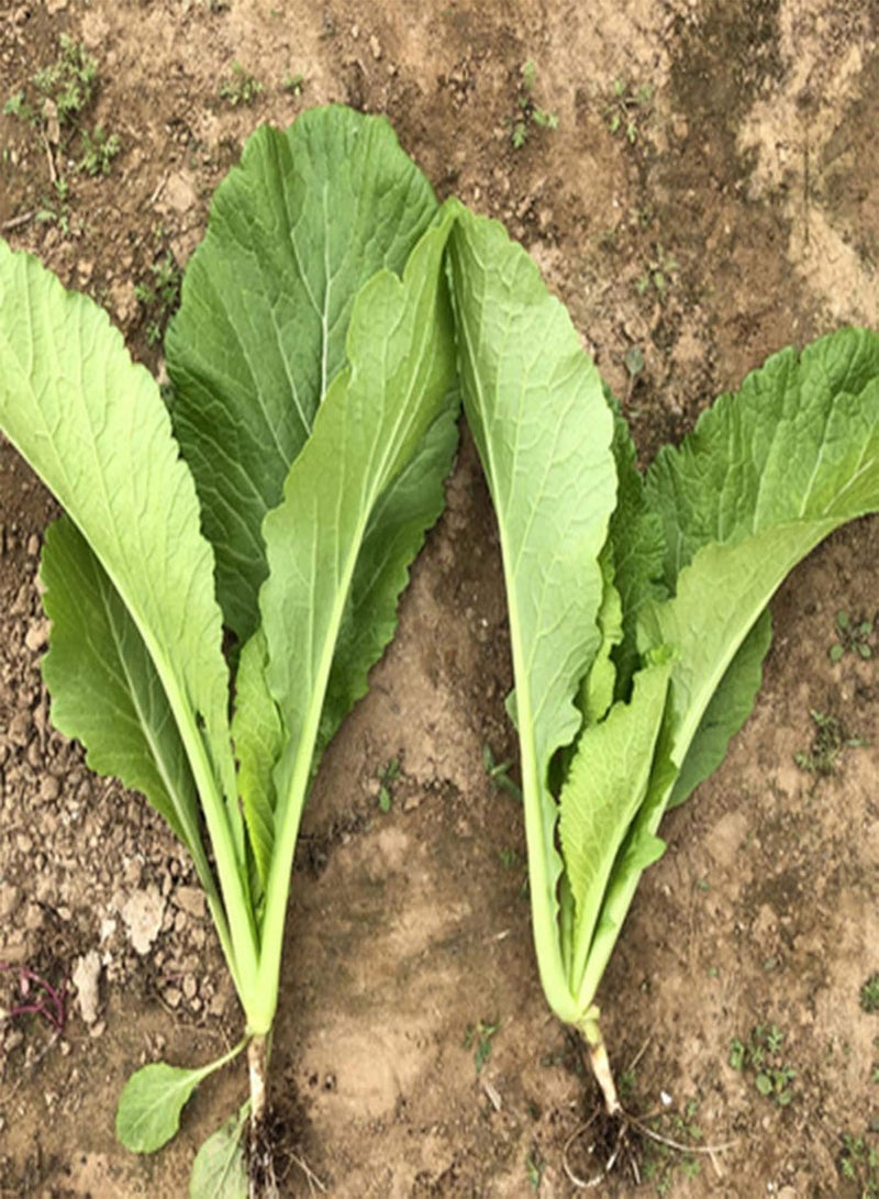 GGOOT 100Pcs Chinese Cabbage Pak Choi Bok Choy Edible Vegetable Garden Farm Plant Easy to Plant,Gardening,Home Decor - Pak Choi Seeds - Image 4