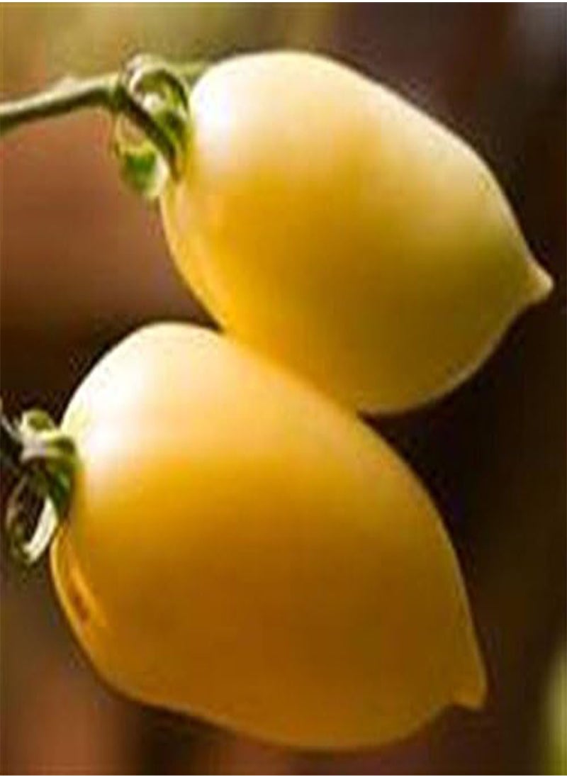 GGOOT CREAM SAUSAGE HERITAGE HEIRLOOM LONG IVORY CREAM STRIPED PASTE COOKING TOMATO 20 ORGANIC SEEDS CERTIFIED  ORGANIC GROWER 