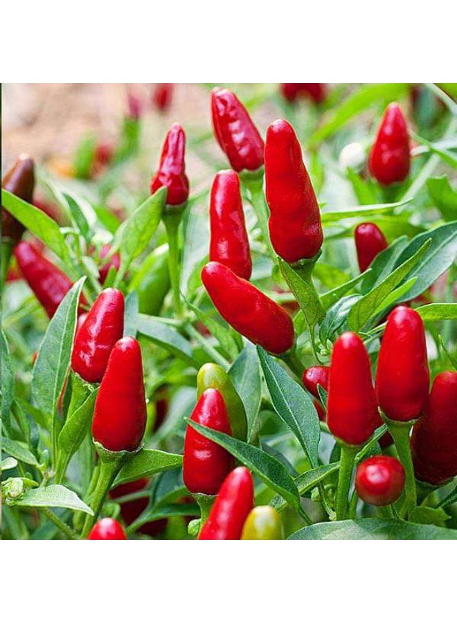 Hot Pepper Red Sampurna Vegetable Seeds