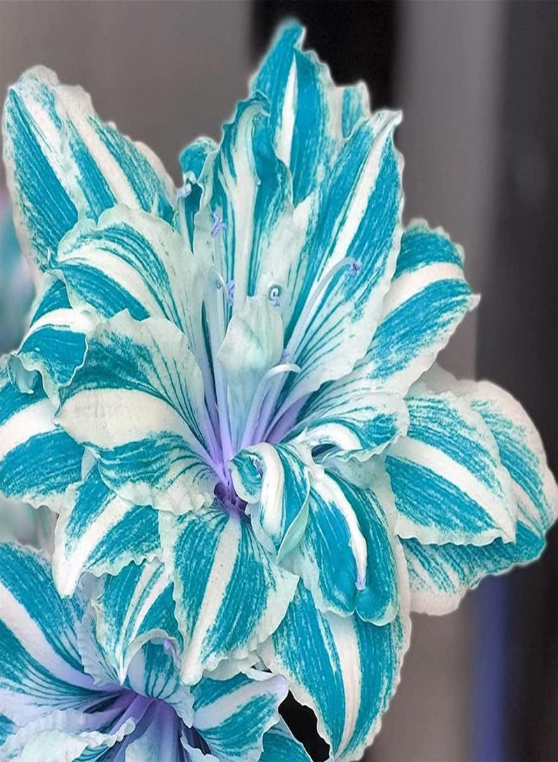 GGOOT 2pcs Blue Amaryllis Seeds Simple to Grow Good Choice for Planting Essential Materials for Home Decoration DIY Garden Craft Art Decoration - Image 2