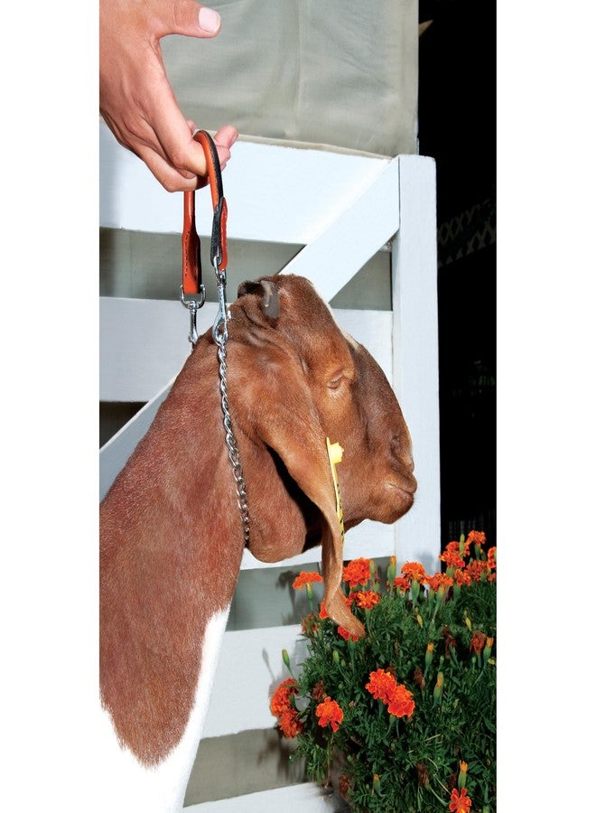 Weaver Leather Livestock Leather & Chain Goat Collar, Chestnut, 24-Inch - Image 2