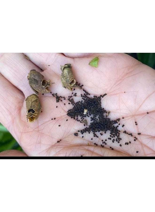 Snapdragon Seeds