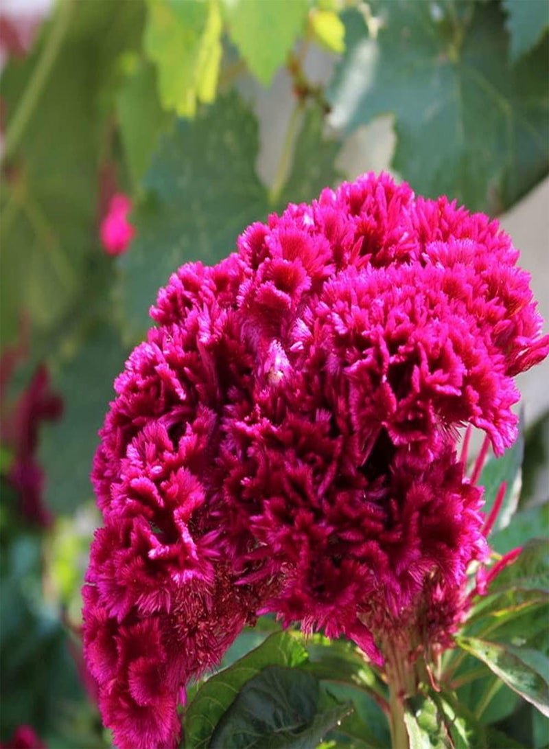 جي جوت 100 قطعة من بذور سيلوسيا بألوان زاهية مفعمة بالحيوية تزدهر برائحة جميلة وزهرة مقطوعة وتركيبة ضرورية للزينة - Image 1