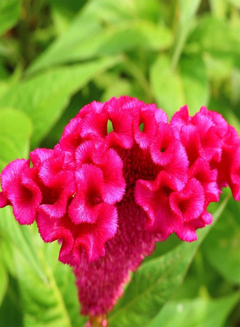 جي جوت 100 قطعة من بذور سيلوسيا بألوان زاهية مفعمة بالحيوية تزدهر برائحة جميلة وزهرة مقطوعة وتركيبة ضرورية للزينة - Image 2