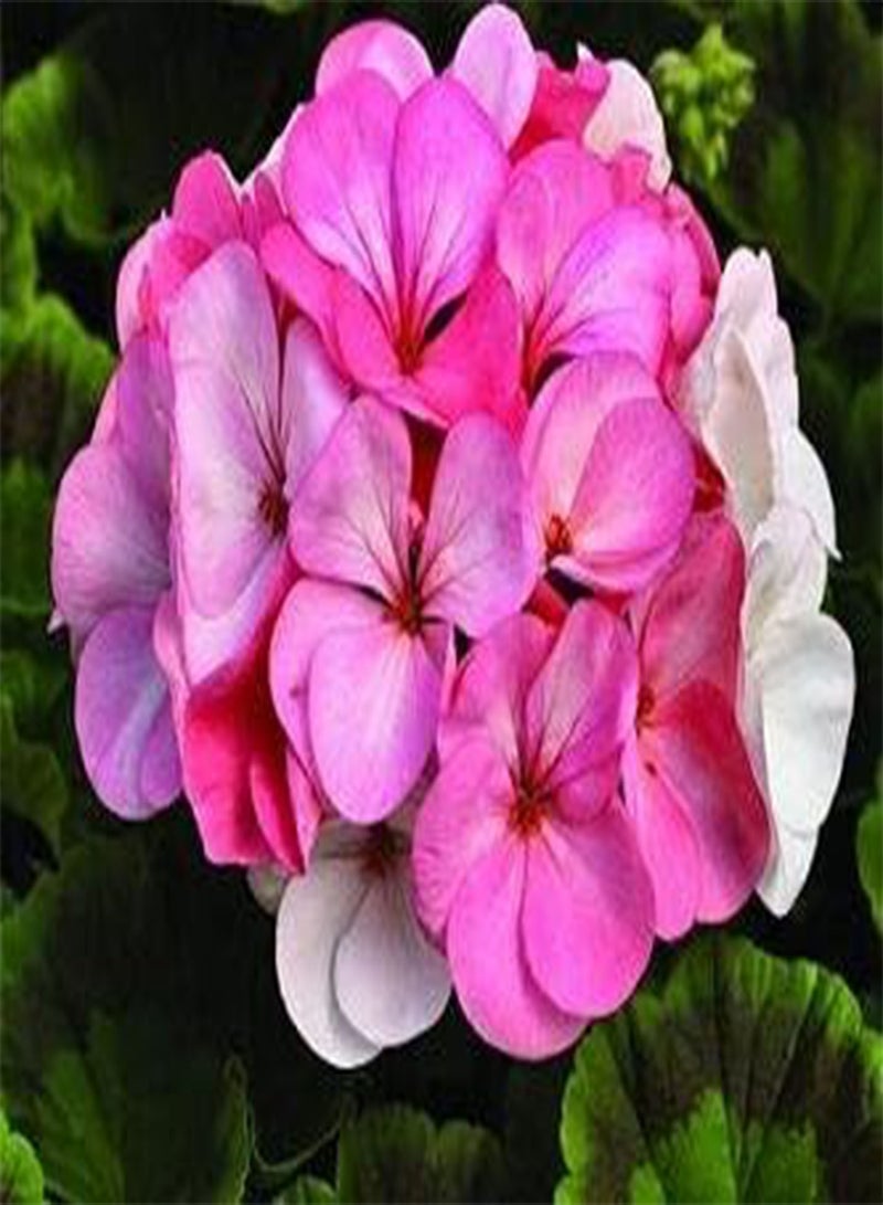 جي جوت إبرة الراعي بينتو بريميوم أبيض إلى وردي 100 بذرة