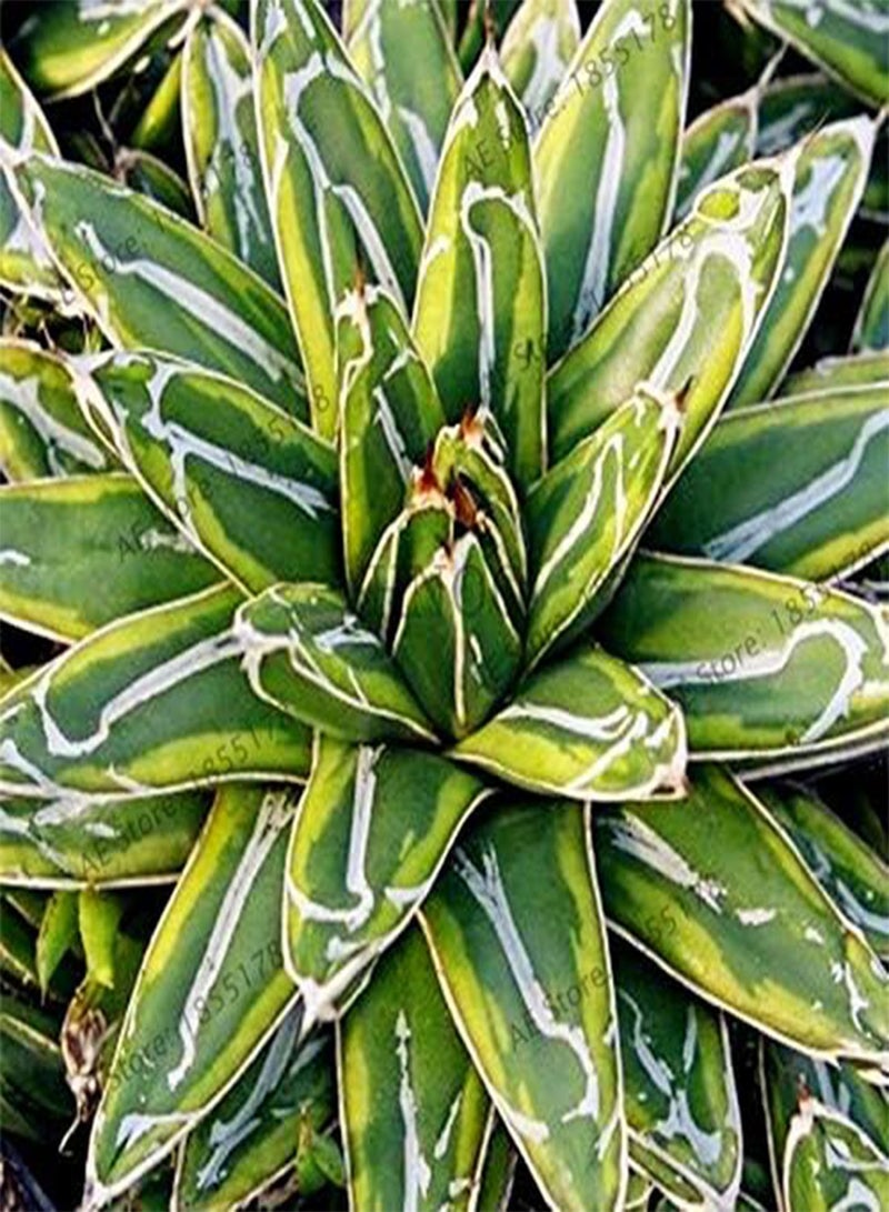 GGOOT 100pcs Aloe Vera Plant Seeds for Planting Mixed Colour - Image 3