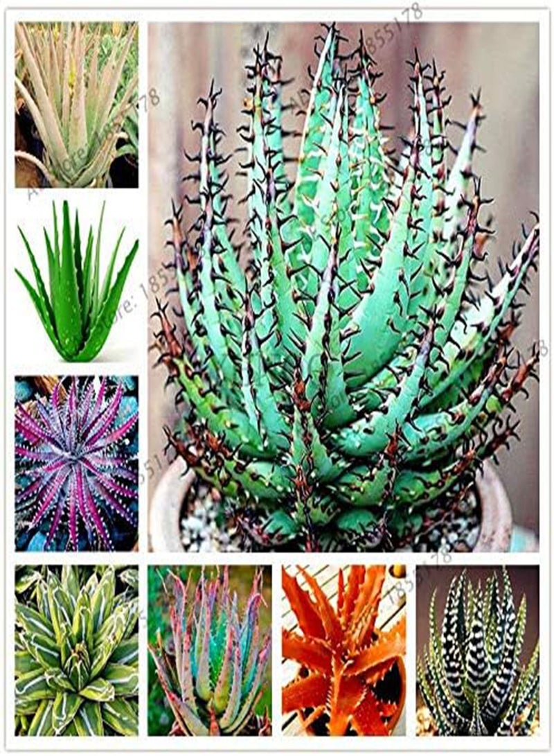 GGOOT 100pcs Aloe Vera Plant Seeds for Planting Mixed Colour - Image 2
