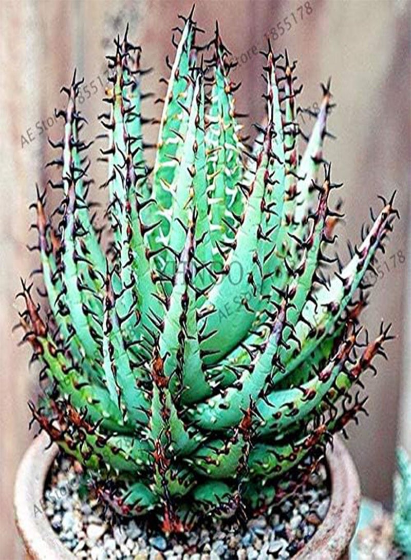 GGOOT 100pcs Aloe Vera Plant Seeds for Planting Mixed Colour - Image 4
