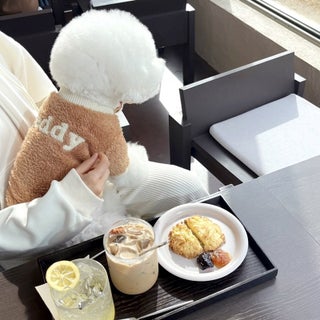Autumn and Winter New Pet Clothes Dog Cat Cardigan Bitter Bear Teddy Yorkshire Poodle Small Dog Coat Brown - pzsku/Z13766543690AEFD32DD0Z/45/1746226032/8ab7256f-6259-4cc9-bfe9-3bd0a1e3e3da