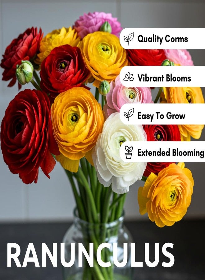 CZ Grain 6 Mixed Ranunculus Bulbs - 6 Large Healthy Bulbs for Planting - Image 2