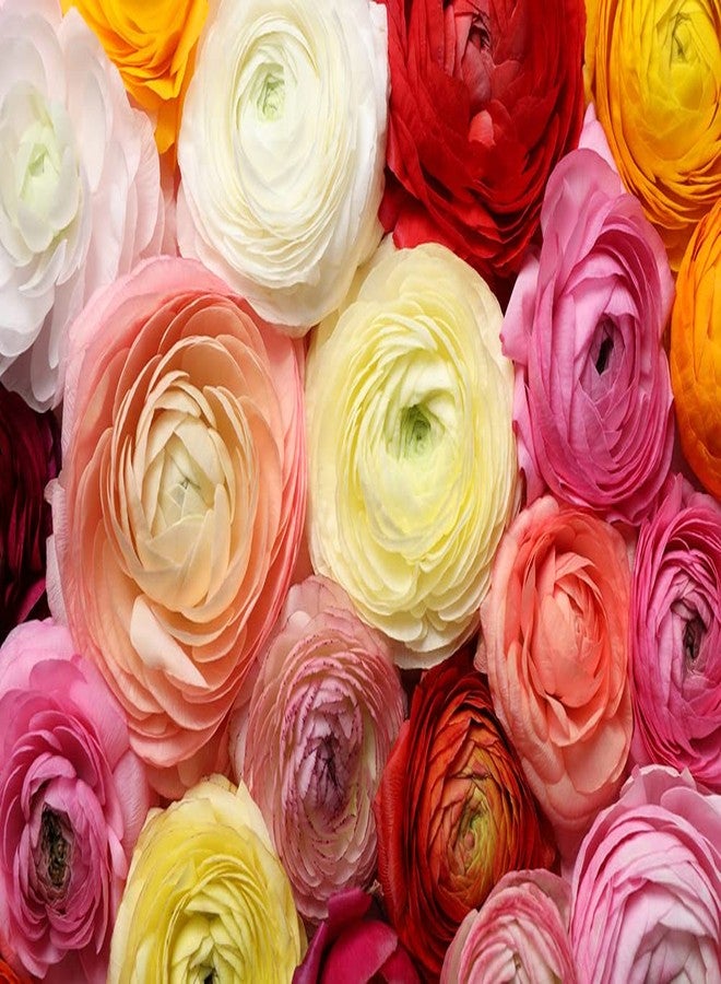 CZ Grain 6 Mixed Ranunculus Bulbs - 6 Large Healthy Bulbs for Planting - Image 1