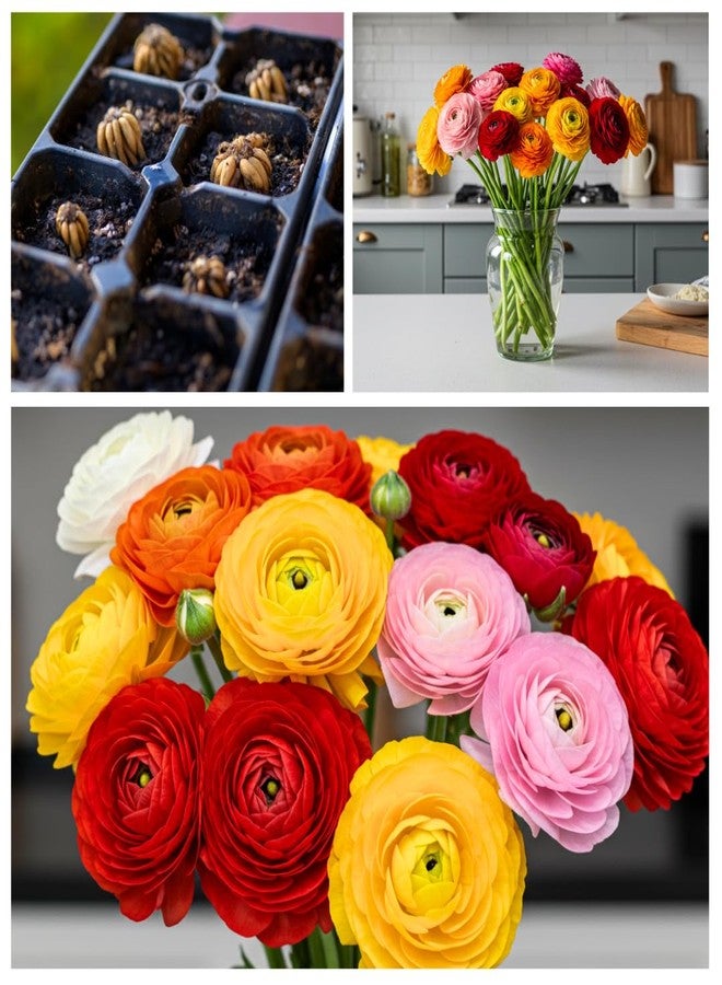 CZ Grain 6 Mixed Ranunculus Bulbs - 6 Large Healthy Bulbs for Planting - Image 3