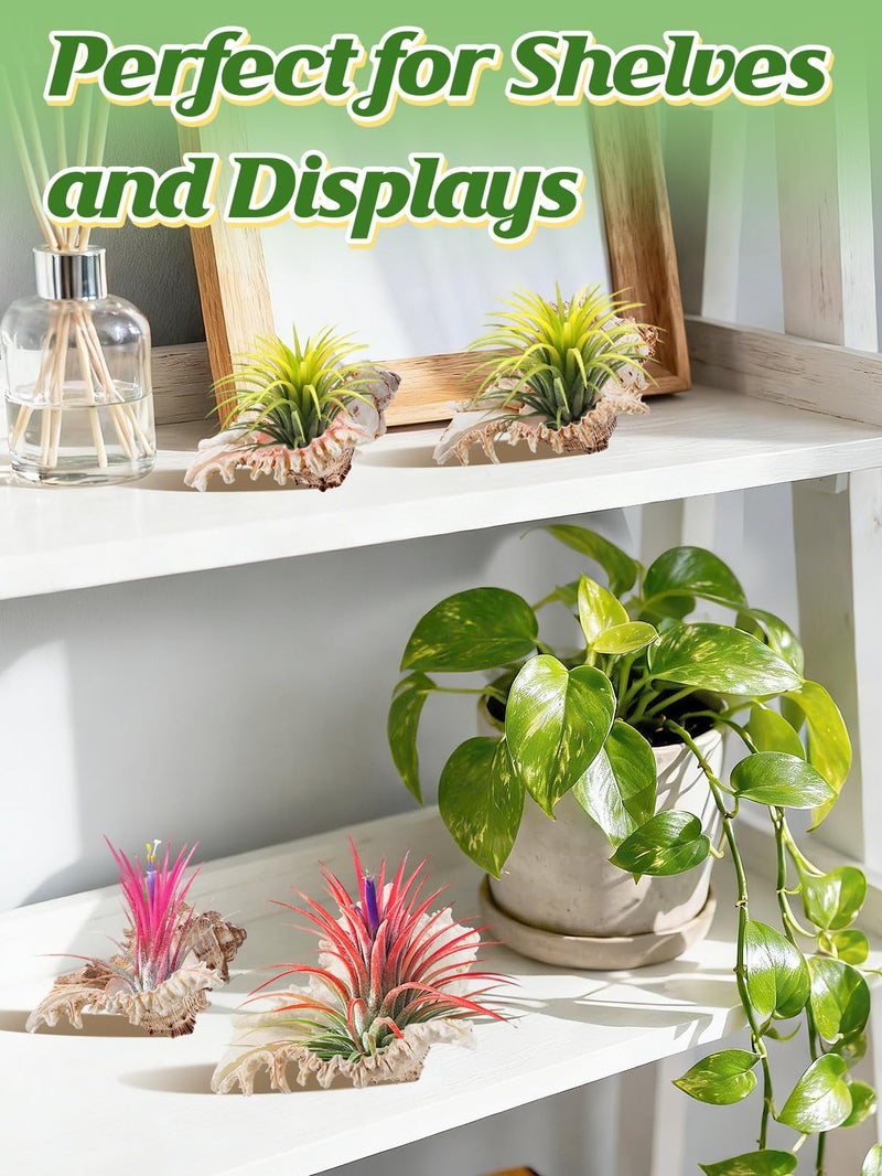 ANPHSIN 4 Pack Conch Sea Shell Air Plant Holders- 4-5 inches Natural Airplant Pot, Decorative Tillandsia Succulent Display Container for Gardening Housewarming Gifts Home Table Decors, No Plants - Image 5