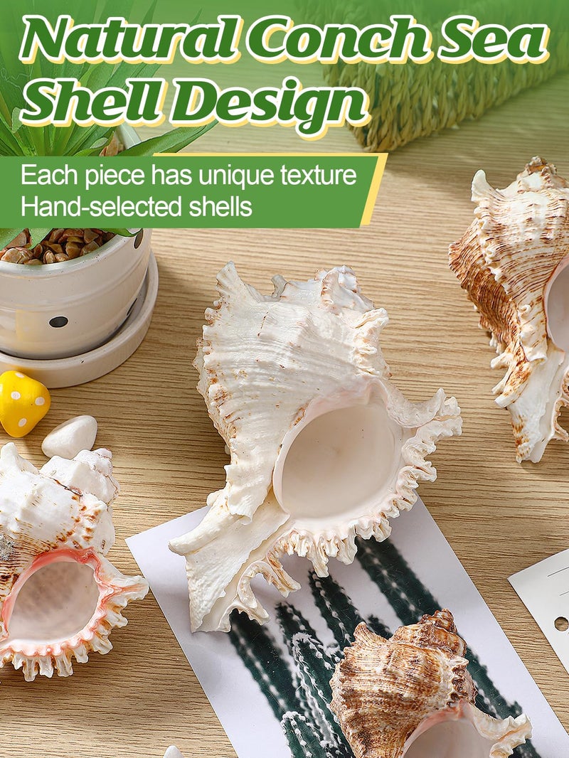 ANPHSIN 4 Pack Conch Sea Shell Air Plant Holders- 4-5 inches Natural Airplant Pot, Decorative Tillandsia Succulent Display Container for Gardening Housewarming Gifts Home Table Decors, No Plants - Image 2