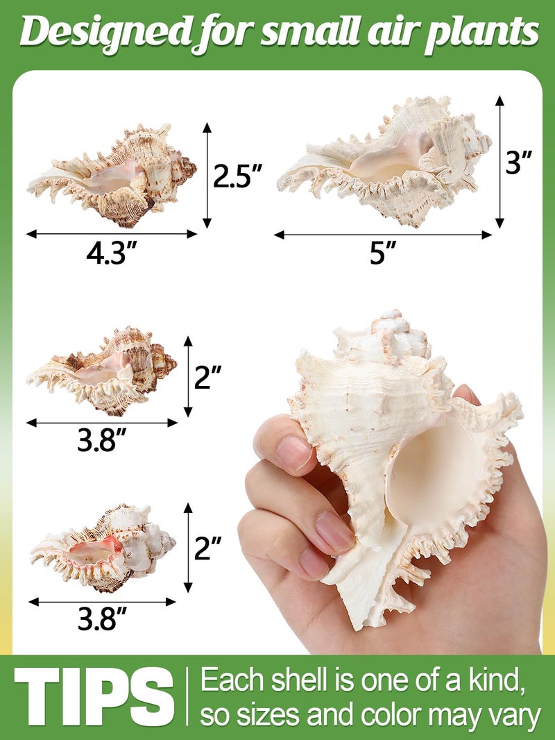 ANPHSIN 4 Pack Conch Sea Shell Air Plant Holders- 4-5 inches Natural Airplant Pot, Decorative Tillandsia Succulent Display Container for Gardening Housewarming Gifts Home Table Decors, No Plants - Image 3