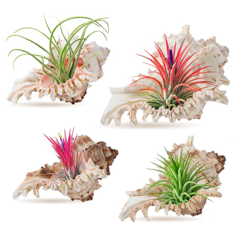 ANPHSIN 4 Pack Conch Sea Shell Air Plant Holders- 4-5 inches Natural Airplant Pot, Decorative Tillandsia Succulent Display Container for Gardening Housewarming Gifts Home Table Decors, No Plants - Image 1