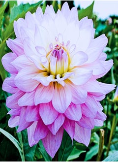 Perennial Plants/Extraordinary Flowers/Can be Planted All Year Round/Long Flowering Period/Dahlia seeds-65 PCS,d