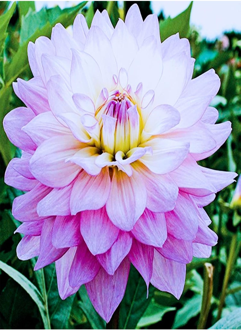GGOOT - Perennial Plants/Extraordinary Flowers/Can be Planted All Year Round/Long Flowering Period/Dahlia seeds-65 PCS,d - Image 1
