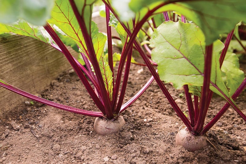 Burpee Merlin Beet Seeds 300 seeds - Image 3