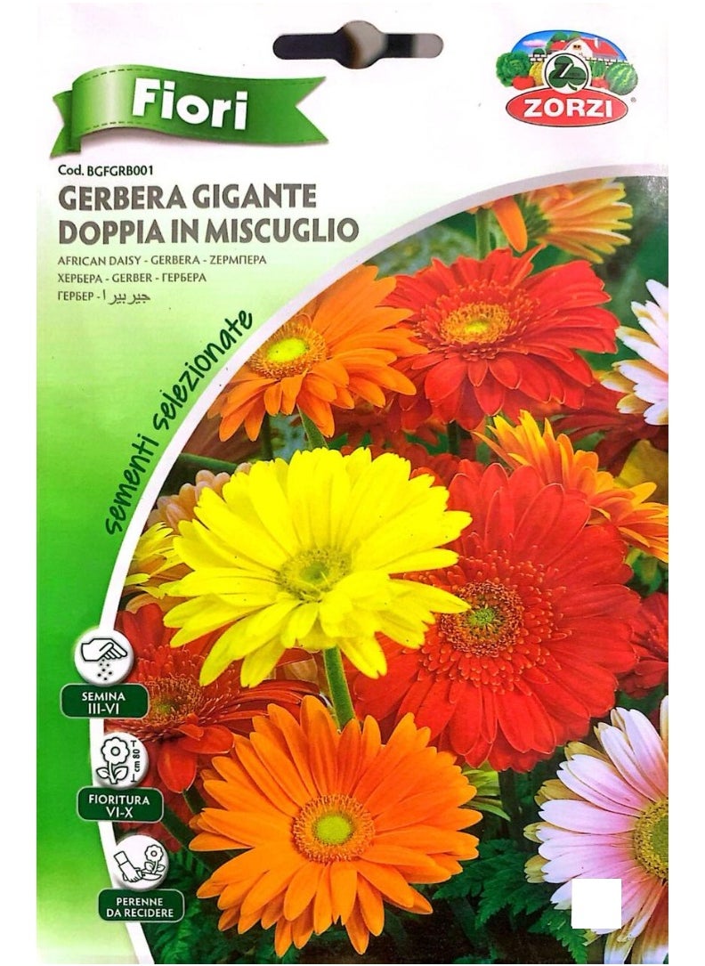 ZORZI - Gerbera Seeds - Image 1