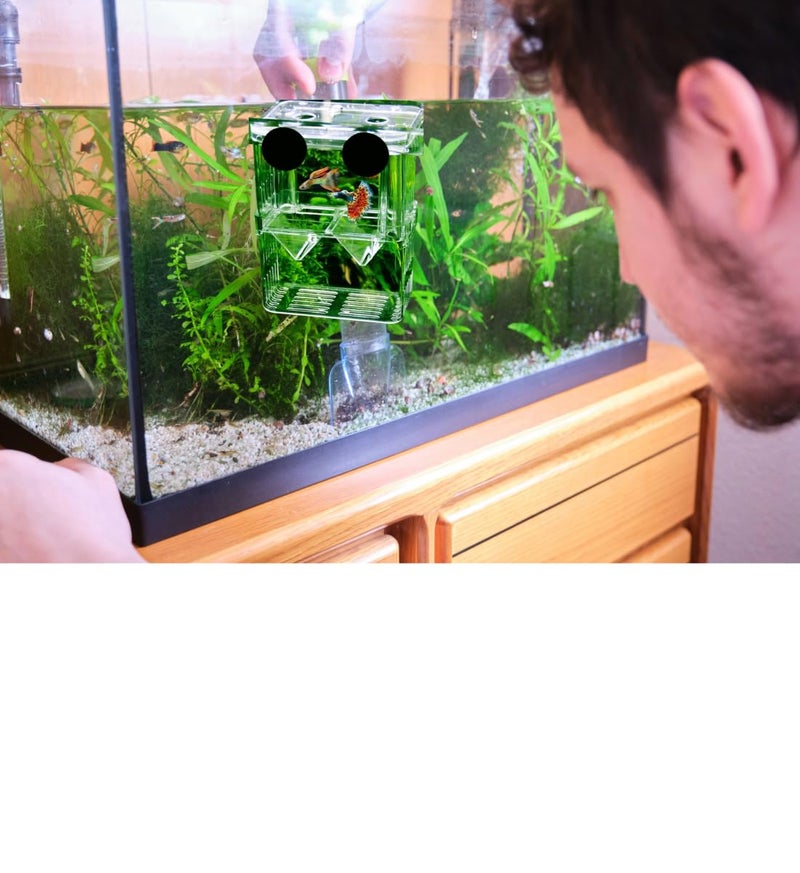 Scroll Store Store Aquarium Double Deck Isolation Box | Breeding Box for auqarium Fish and Shrimp (Small) - Image 4