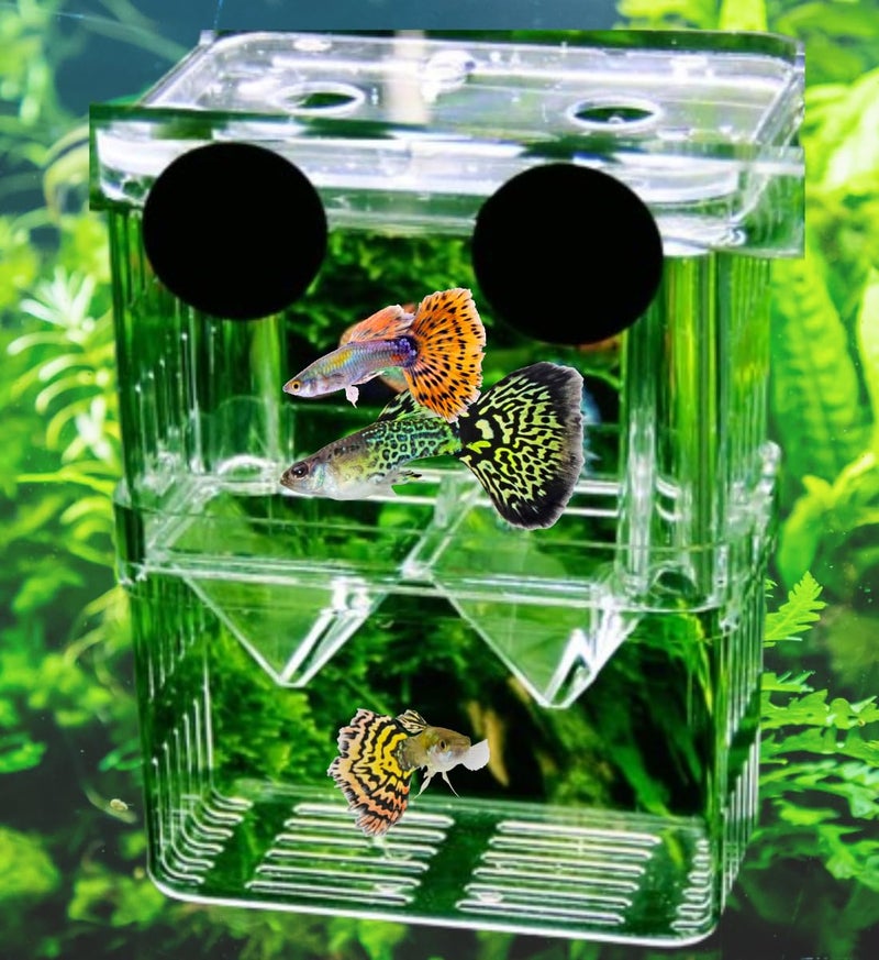 Scroll Store Store Aquarium Double Deck Isolation Box | Breeding Box for auqarium Fish and Shrimp (Small) - Image 1