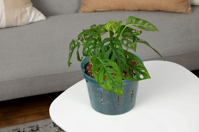 rePotme Orchid Pot - 8 inch Slotted Orchid Pots with Holes - 3 Pack (Blue Sapphire) - Image 5