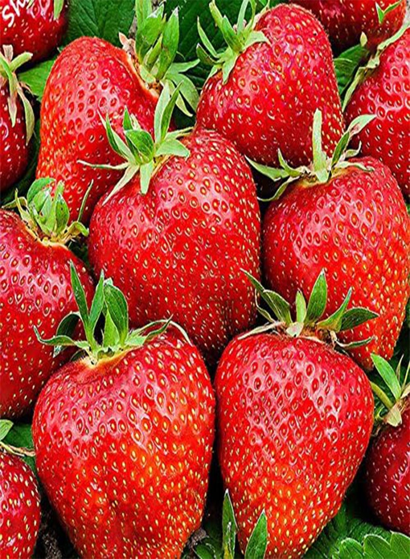 GGOOT Egrow 100 Pcs/Pack Strawberry Tree Seeds Rare Fruit Strawberry Bonsai Seed Garden DIY Planting - Image 4