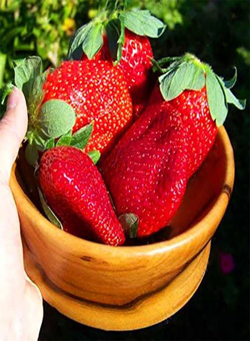 GGOOT Egrow 100 Pcs/Pack Strawberry Tree Seeds Rare Fruit Strawberry Bonsai Seed Garden DIY Planting - Image 2