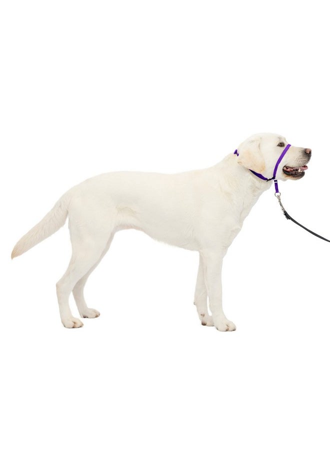 بيت سيف طوق رأس الكلب اللطيف من PetSafe No-Pull - الحل الأمثل للسحب - يحول اتجاه سحب كلبك لتسهيل المشي - يساعدك على استعادة السيطرة - كبير، أرجواني غامق  - Image 1