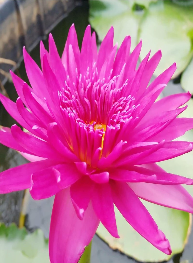 GGOOT Water Lily Seeds,Natural Water Lily,Suitable for hydroponics, Ornamental Flowers, Beautiful Big Flower, Long Flowering period-60 PCS,3