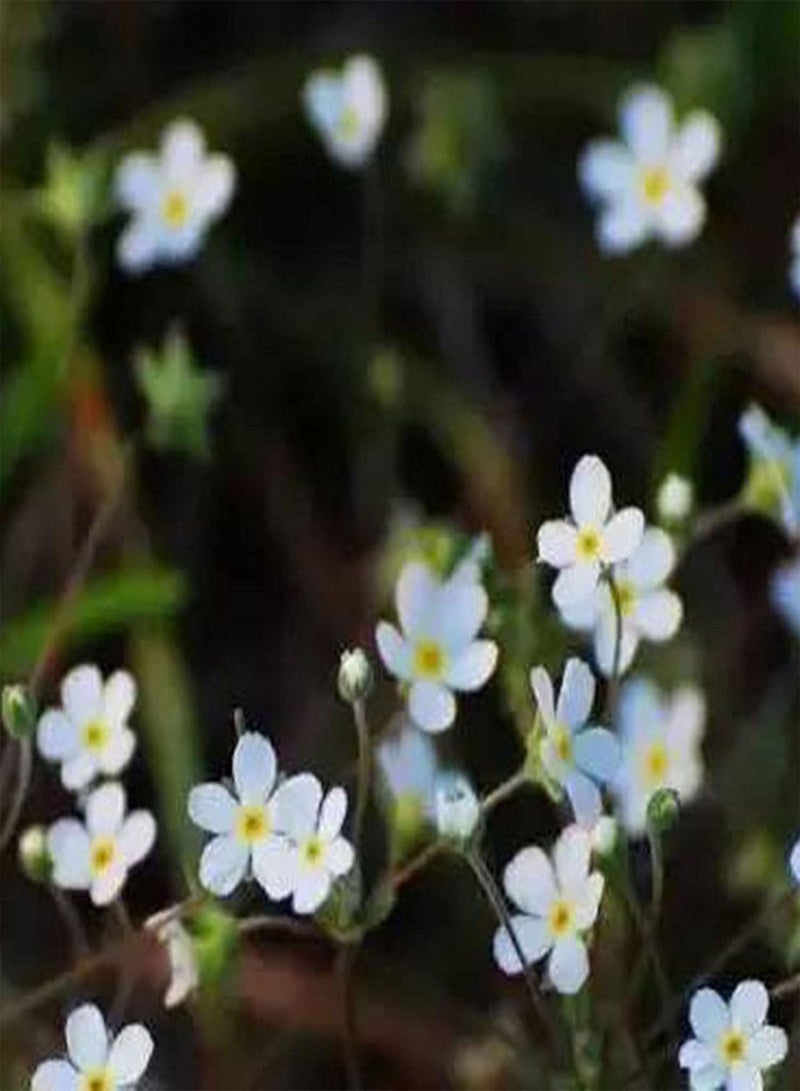 GGOOT 50Pcs/Bag Phlox Seeds Quick Growth Flourishing White Bloom Sunshine Prefer Phlox Seedlings for Balcony Phlox Seeds Flourishing - Image 4