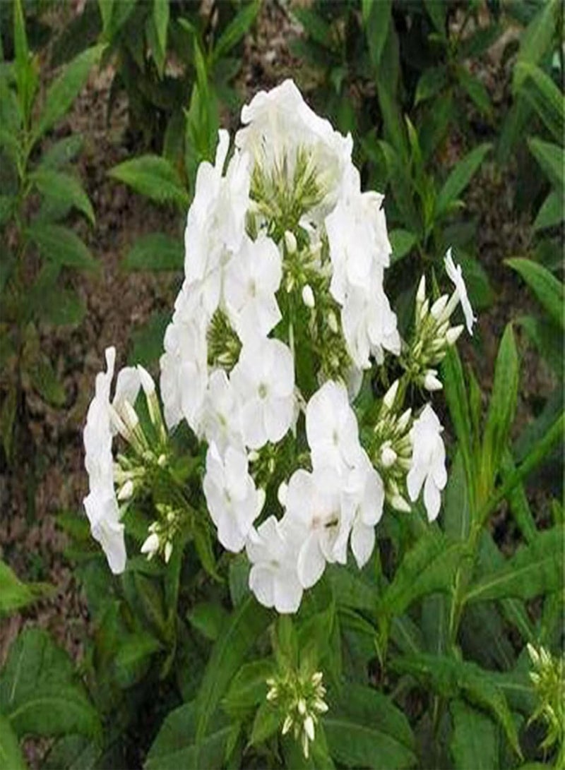 GGOOT 50Pcs/Bag Phlox Seeds Quick Growth Flourishing White Bloom Sunshine Prefer Phlox Seedlings for Balcony Phlox Seeds Flourishing - Image 3