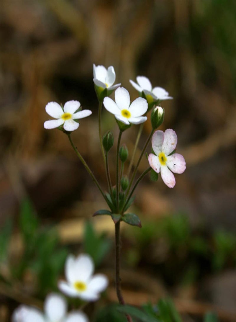 GGOOT 50Pcs/Bag Phlox Seeds Quick Growth Flourishing White Bloom Sunshine Prefer Phlox Seedlings for Balcony Phlox Seeds Flourishing - Image 2